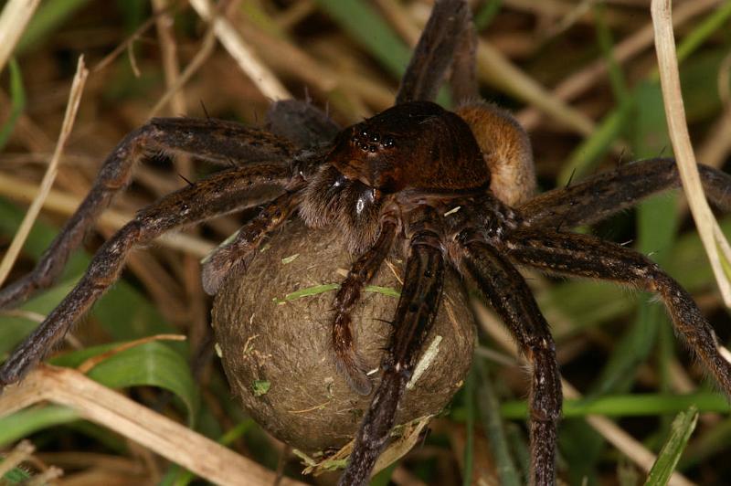 Dolomedes_plantarius_D5145_Z_91_Canal du Nivernais_Frankrijk.jpg